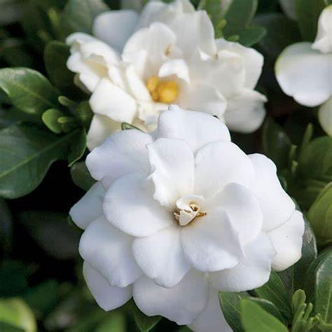 Fragrant Evergreen Shrub with Double White Blooms Live Plant 2 Gallon X743271