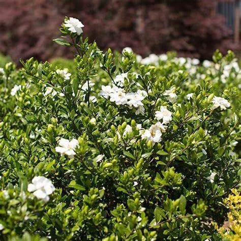 Fragrant Evergreen Shrub with Double White Blooms Live Plant 2 Gallon X743271