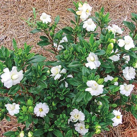 Fragrant Evergreen Shrub with Double White Blooms Live Plant 2 Gallon X743271