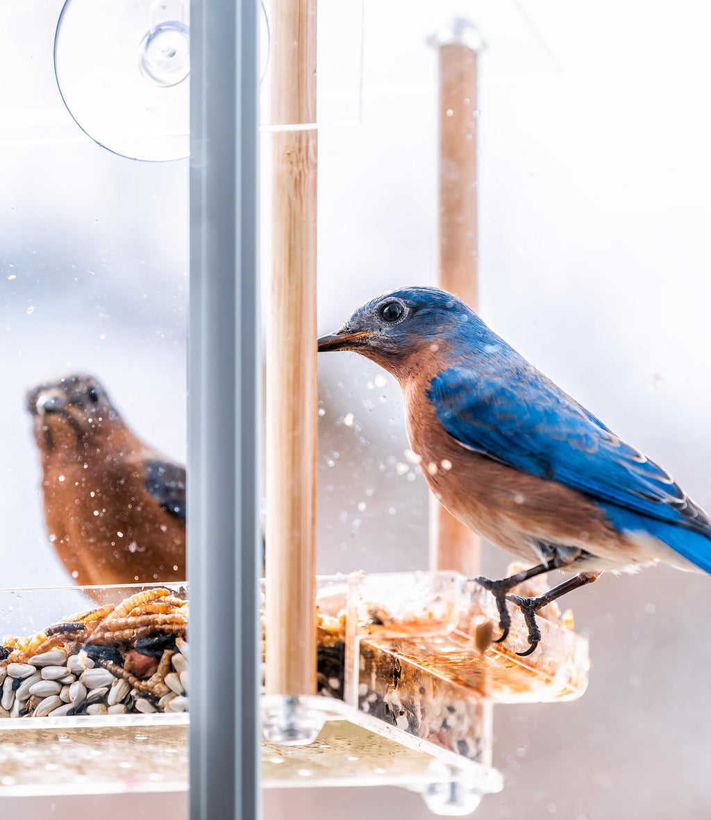 Fruit & Nut Bird Seed 20 lb E996171