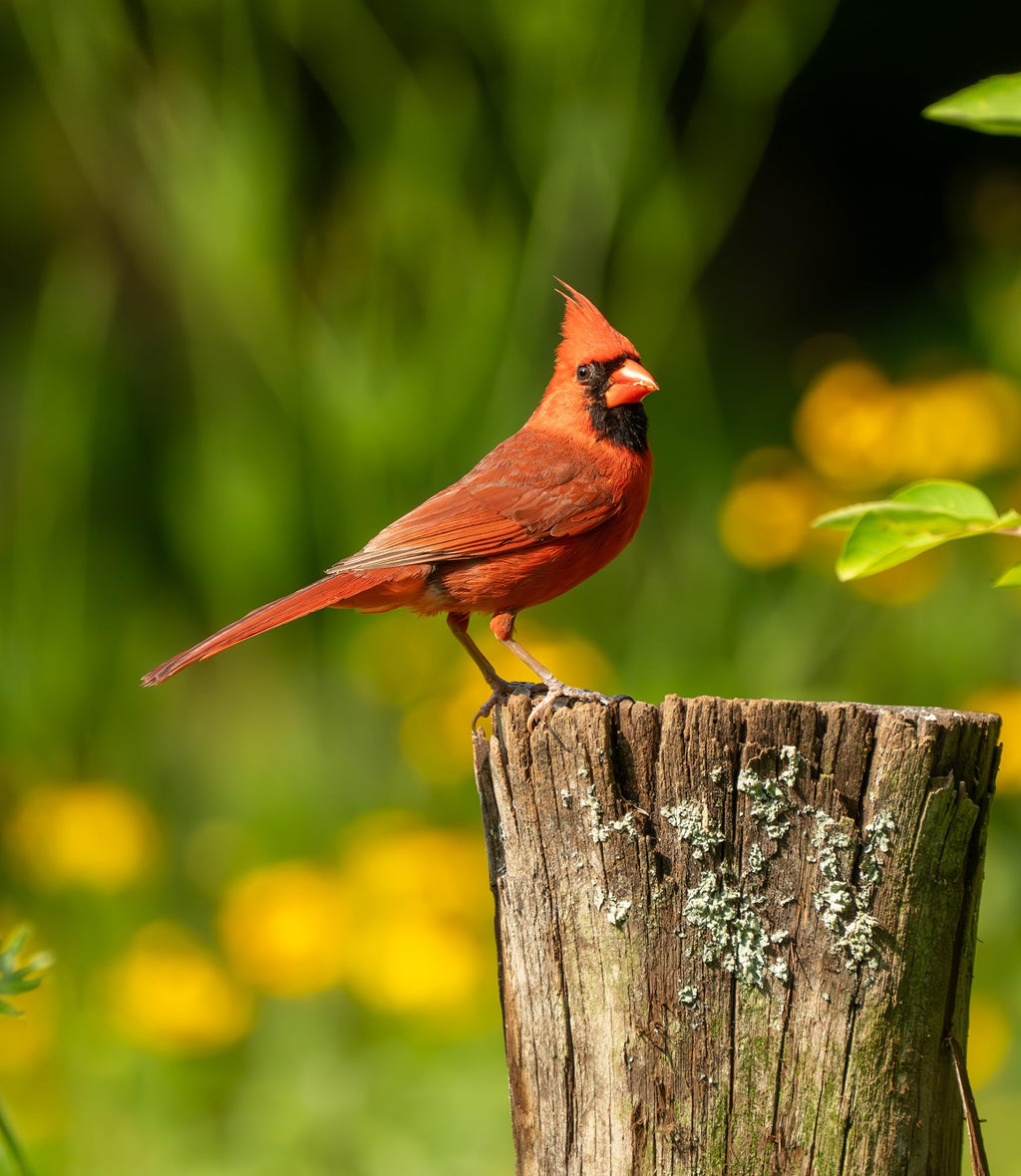 Fruit & Nut Bird Seed 20 lb E996171